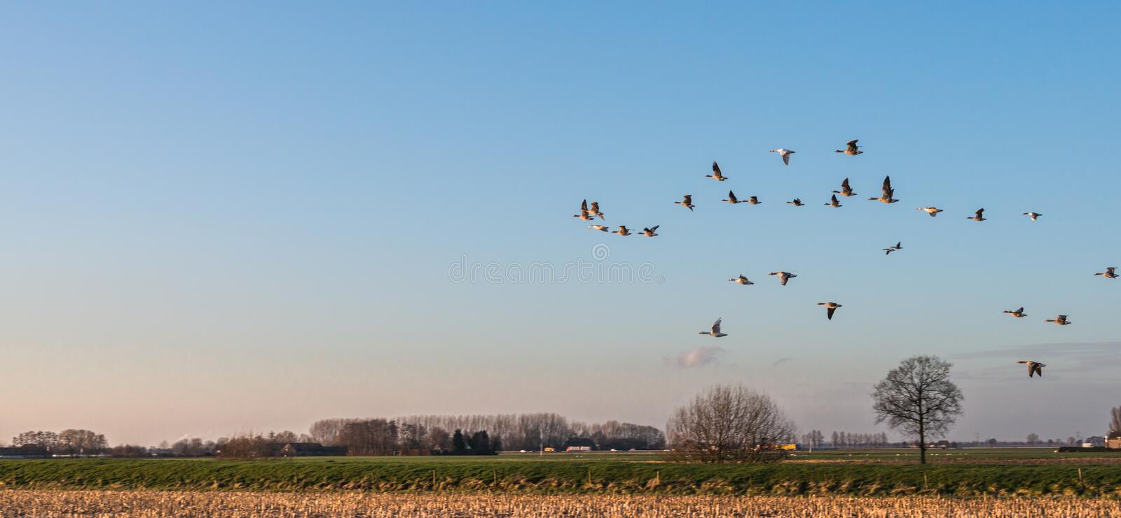 Projeto Birds@Farmland desenvolve 22 esquemas de conservação para aves de terras agrícolas