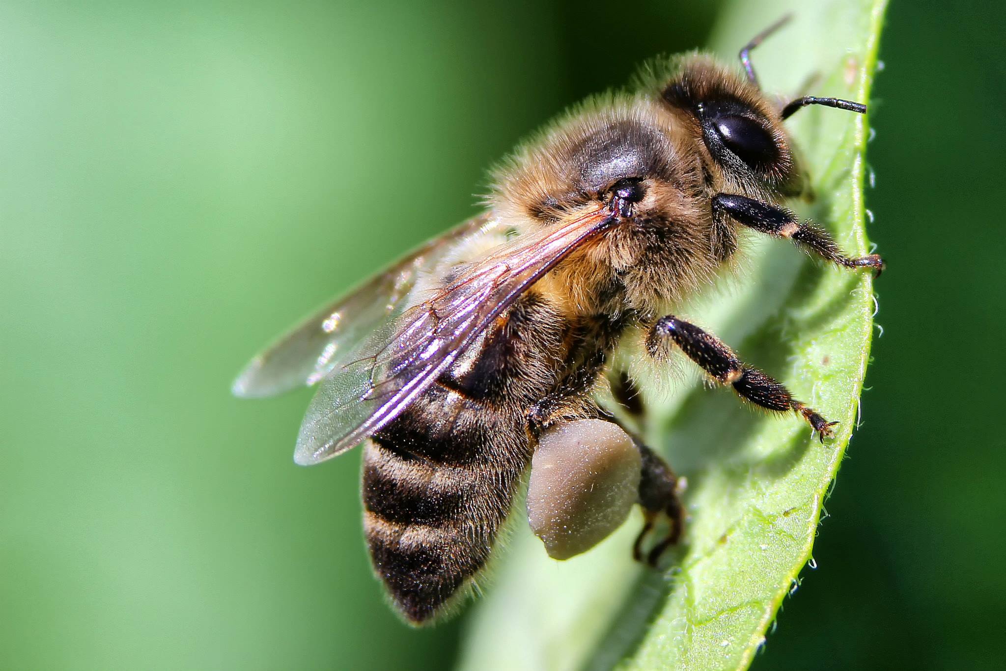 13 a 17 de março | The European Bee Course promove formação em taxonomia das abelhas